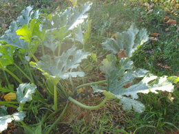 courgettes