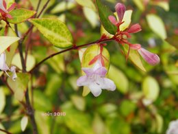 Abelia grandiflora