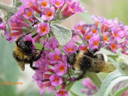 Buddleia davidii - Arbre aux papillons