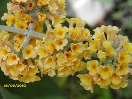 Buddleia davidii - Arbre aux papillons