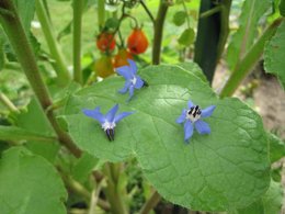 Bourrache - Borago officinalis