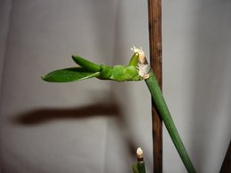 Bébés phalaenopsis