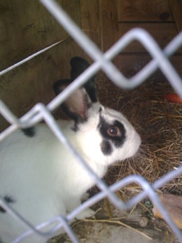 Mes animaux