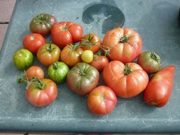 récolte de tomates