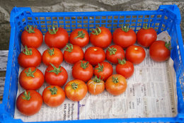 récolte de tomates