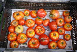 récolte de tomates