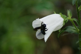 Abeille butineuse