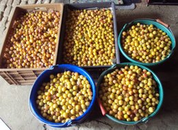 Mirabelle - Prunus domestica