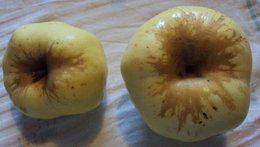 Qui connaît le nom de cette pomme?