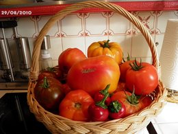 récolte de tomates