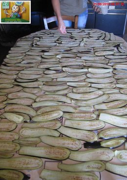 RECOLTE D'AUBERGINES