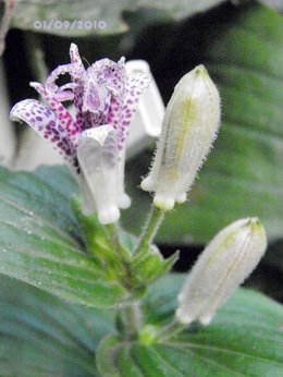 Tricyrtis