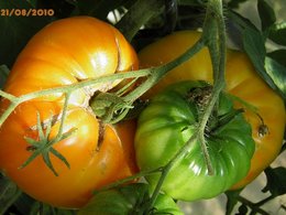Retirez-vous les feuilles des pieds de tomates pourqu'elles mûrissent ?
