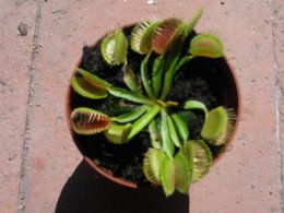 dionaea muscipula.. la tueuse de mouches !!