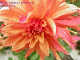 Dahlia : votre couleur fétiche ?