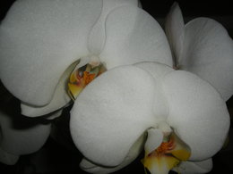 Orchidofolie