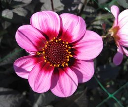 Dahlia : votre couleur fétiche ?