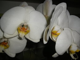 Orchidofolie