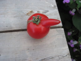 Drole de tomate