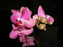 Orchidofolie