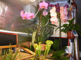 La bible à photos : photos d'orchidées