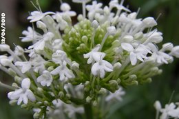 Valériane - Centranthus ruber