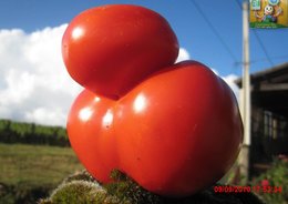 BI-TOMATE