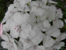Oeillet de Poète - Dianthus barbatus