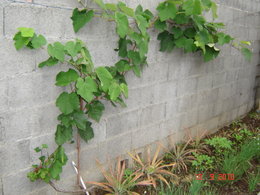 De la vigne dans votre jardin ?