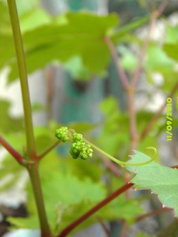 De la vigne dans votre jardin ?