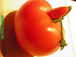 Drole de tomate