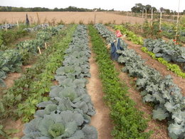 présentation de mon potager