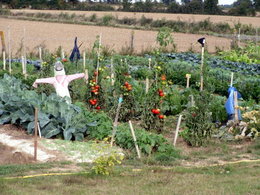 potager 2010 d'emmanuel