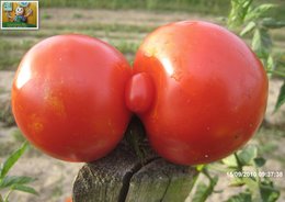 TOMATE SEXUEE ?