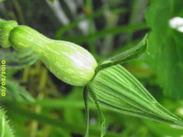 Je ne suis pas qu'une courge . . .