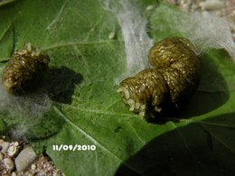 Parasite dans une feuille . . .