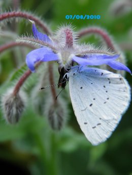 Charmants Papillons . . .