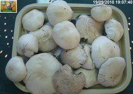 PREMIERS CHAMPIGNONS