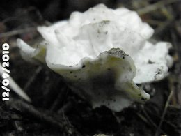 Mycologies des jardins . . .