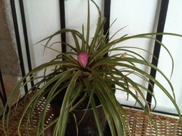 tillandsia