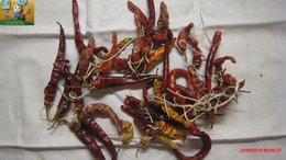 poudre de piments forts