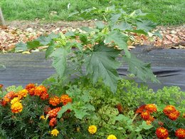 Plante (pour moi) inconnue