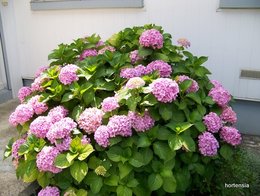 Hydrangea, quels soins ?