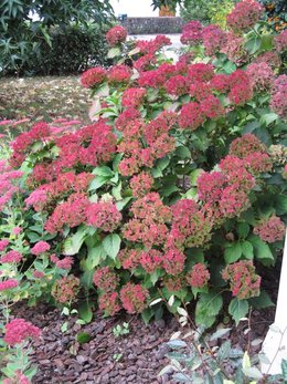 Hydrangea, quels soins ?