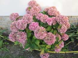 Hydrangea, quels soins ?