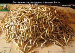 DERNIERS HARICOTS CUEILLIS