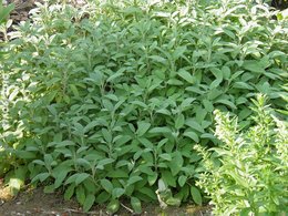 Sauge officinale 'Tricolor' - Salvia officinalis