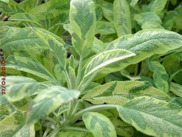 Sauge officinale 'Tricolor' - Salvia officinalis