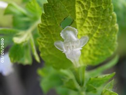 Mélisse citronnelle - Melissa officinalis