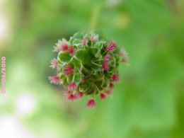 Qui suis-je ? plante mystère n° 38